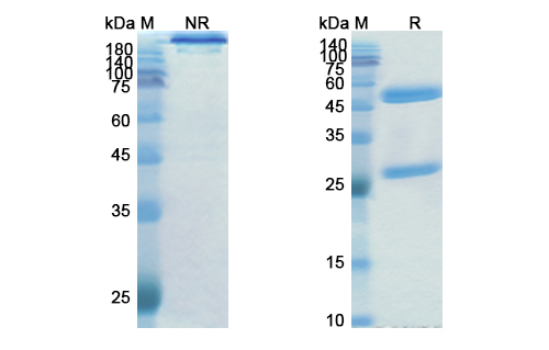 SDS-PAGE for Encelimab Biosimilar - Anti-LAG3, CD223 mAb