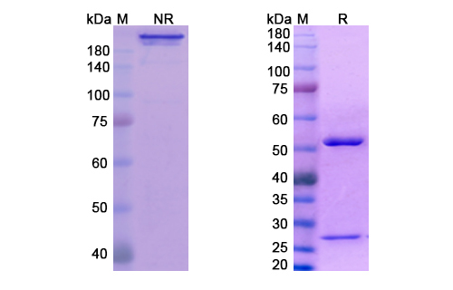 SDS-PAGE for Fianlimab Biosimilar - Anti-LAG3, CD223 mAb