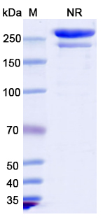 SDS-PAGE for Tebotelimab Biosimilar - Anti-PDCD1;LAG3 mAb