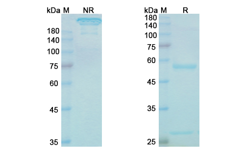 SDS-PAGE for Lintuzumab Biosimilar - Anti-CD33 mAb