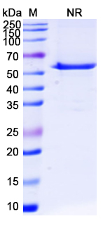 SDS-PAGE for Eluvixtamab Biosimilar - Anti-CD33;CD3E mAb