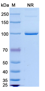 SDS-PAGE for Emerfetamab Biosimilar - Anti-CD33;CD3E mAb