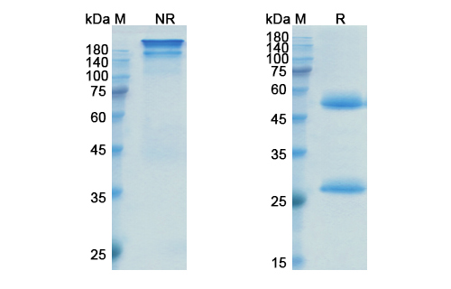SDS-PAGE for Inotuzumab Biosimilar - Anti-CD22 mAb