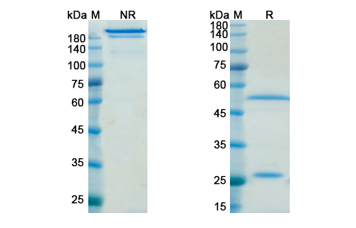 SDS-PAGE for Efalizumab Biosimilar - Anti-ITGAL, CD11a mAb