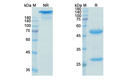 SDS-PAGE for Uliledlimab Biosimilar - Anti-NT5E mAb