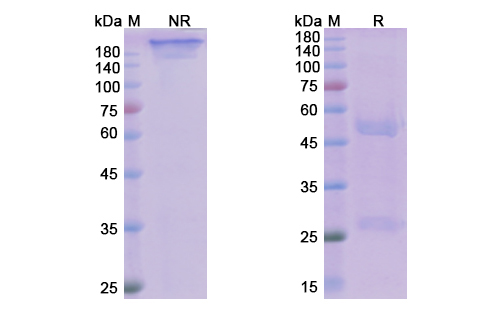SDS-PAGE for Avdoralimab Biosimilar - Anti-C5AR1 mAb