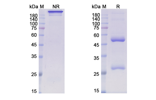SDS-PAGE for Patritumab Biosimilar - Anti-ERBB3 mAb