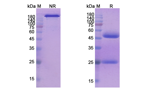 SDS-PAGE for Seribantumab Biosimilar - Anti-ERBB3 mAb