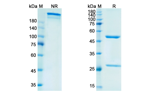 SDS-PAGE for Vofatamab Biosimilar - Anti-FGFR3 mAb