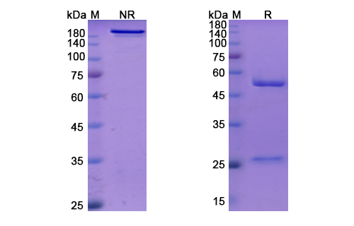 SDS-PAGE for Amlitelimab Biosimilar - Anti-TNFSF4 mAb