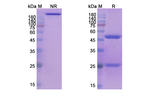 SDS-PAGE for Tenatumomab Biosimilar - Anti-TNC, HXB mAb