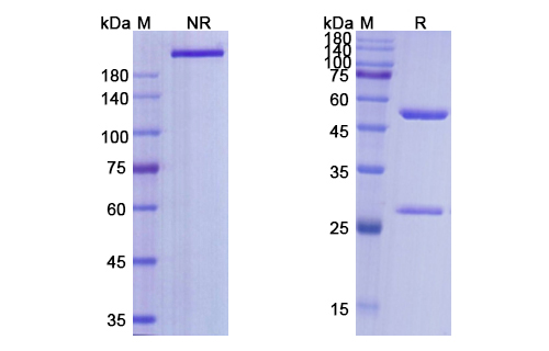 SDS-PAGE for Selicrelumab Biosimilar - Anti-CD40, TNFRSF5 mAb