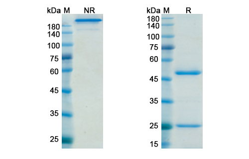 SDS-PAGE for Dacetuzumab Biosimilar - Anti-CD40 mAb