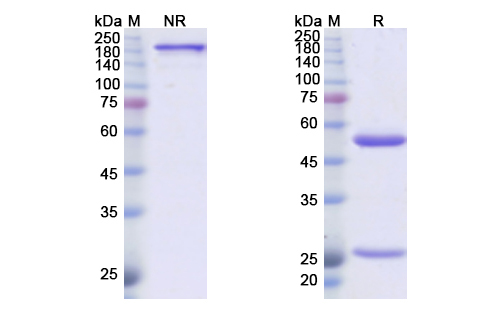 SDS-PAGE for Sotigalimab Biosimilar - Anti-CD40 mAb