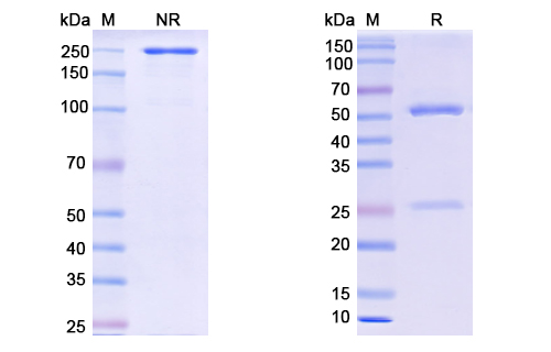 SDS-PAGE for Tecaginlimab Biosimilar - Anti-CD40 & CD137 mAb