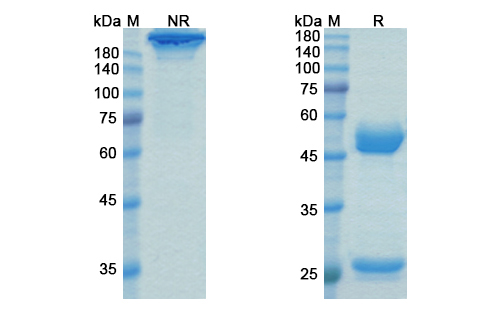 SDS-PAGE for Talacotuzumab Biosimilar - Anti-NOTCH2, NOTCH3 mAb