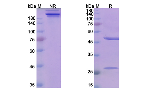SDS-PAGE for Mezagitamab Biosimilar - Anti-CD38 mAb
