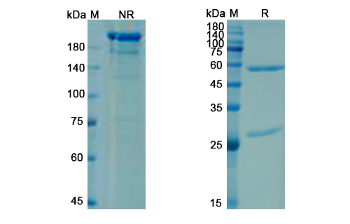 SDS-PAGE for Briakinumab Biosimilar - Anti-IL12B mAb