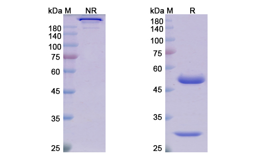 SDS-PAGE for Tilvestamab Biosimilar - Anti-AXL mAb
