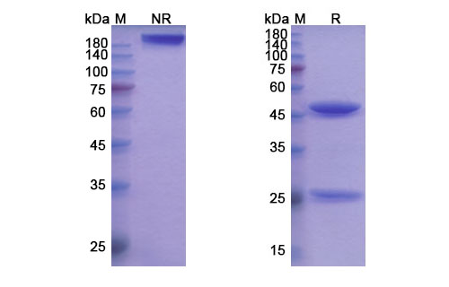 SDS-PAGE for Cusatuzumab Biosimilar - Anti-CD70, TNFSF7 mAb