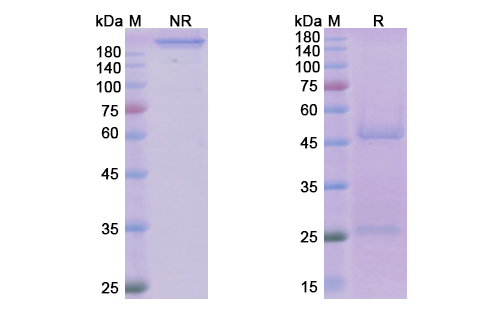 SDS-PAGE for Tralokinumab Biosimilar - Anti-IL13 mAb