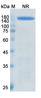 SDS-PAGE for Meplazumab Biosimilar - Anti-CD147 mAb