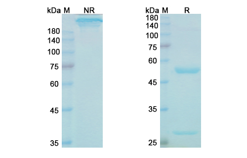 SDS-PAGE for Cinpanemab Biosimilar - Anti-SNCA mAb