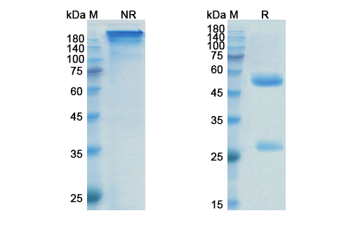 SDS-PAGE for Prasinezumab Biosimilar - Anti-SNCA mAb