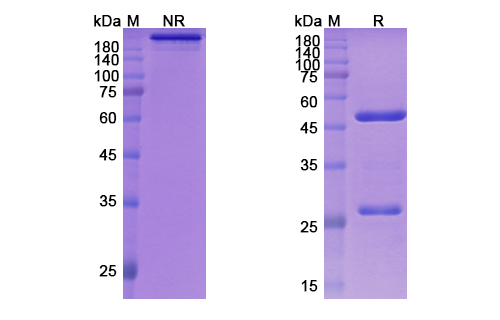 SDS-PAGE for Zelminemab Biosimilar - Anti-ADCYAP1R1 mAb