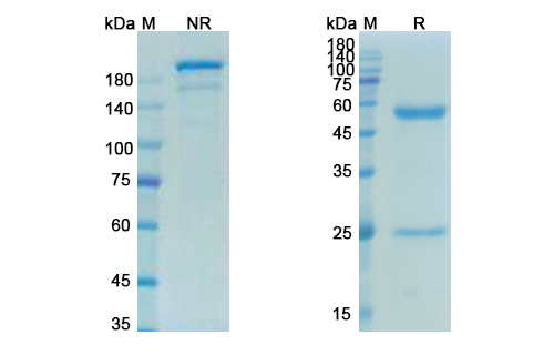 SDS-PAGE for Telazorlimab Biosimilar - Anti-TNFRSF4 mAb