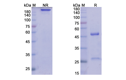 SDS-PAGE for Lirilumab Biosimilar - Anti-KIRD2 subgroup mAb