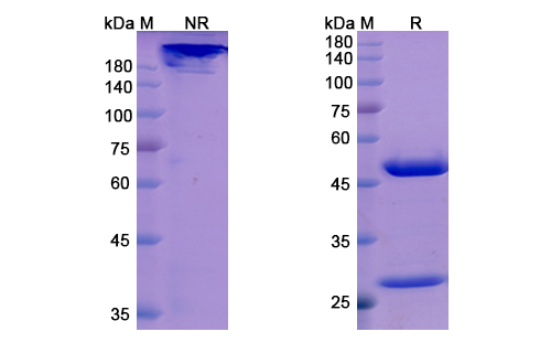 SDS-PAGE for Orilanolimab Biosimilar - Anti-FCGRT mAb