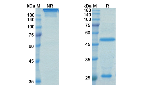 SDS-PAGE for Nipocalimab Biosimilar - Anti-FCGRT mAb