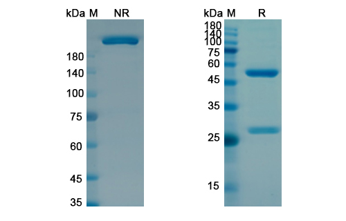 SDS-PAGE for Zilovertamab Biosimilar - Anti-ROR1 mAb