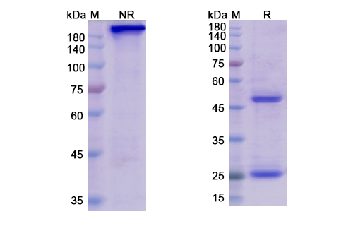 SDS-PAGE for Belantamab Biosimilar - Anti-TNFRSF17, CD269 mAb