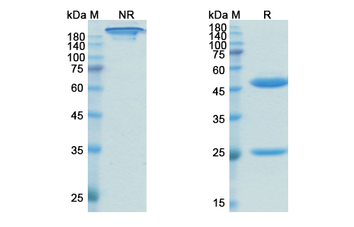 SDS-PAGE for Rosopatamab Biosimilar - Anti-FOLH1 mAb