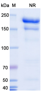 SDS-PAGE for Voxalatamab Biosimilar - Anti-PSMA & CD3e mAb