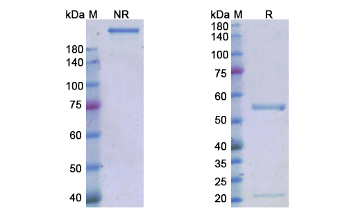 SDS-PAGE for Magrolimab Biosimilar - Anti-CD47 mAb