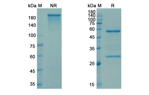 SDS-PAGE for Sibrotuzumab Biosimilar - Anti-FAP mAb