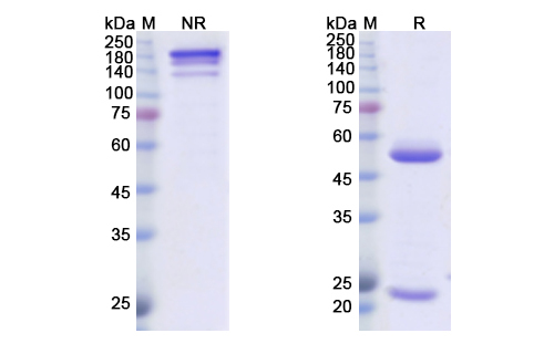 SDS-PAGE for Amatuximab Biosimilar - Anti-MSLN mAb