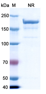 SDS-PAGE for Naptumomab Estafenatox Biosimilar - Anti-TPBG mAb