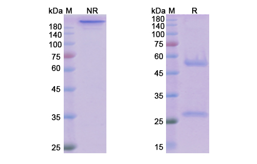 SDS-PAGE for Nivolumab Biosimilar - Anti-PD1 mAb