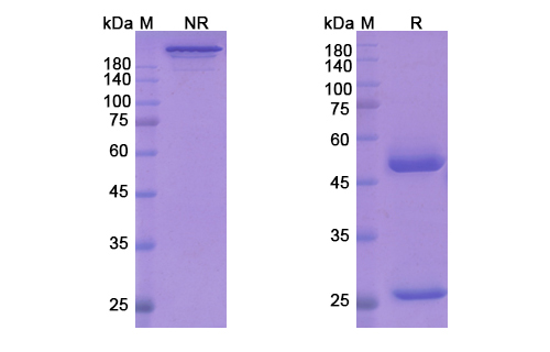 SDS-PAGE for Secukinumab Biosimilar - Anti-IL17A mAb