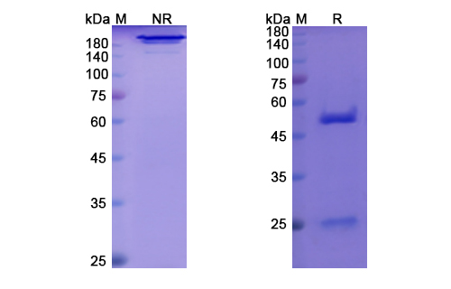 SDS-PAGE for Afasevikumab Biosimilar - Anti-IL17A , IL17F mAb
