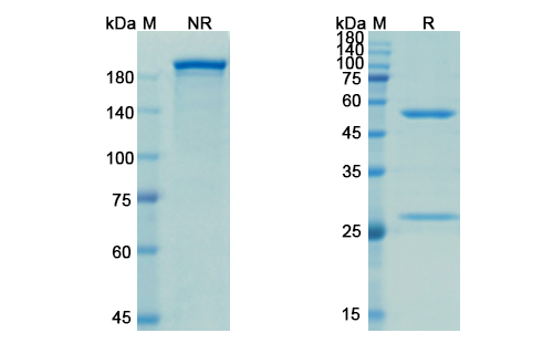 SDS-PAGE for Evolocumab Biosimilar - Anti-PCSK9 mAb