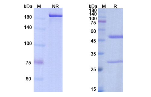 SDS-PAGE for Bococizumab Biosimilar - Anti-PCSK9, NARC1, PC9 mAb