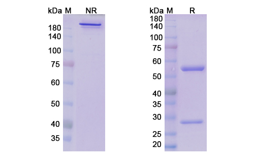 SDS-PAGE for Samrotamab Biosimilar - Anti-LRRC15 mAb