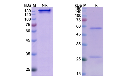 SDS-PAGE for Tezepelumab Biosimilar - Anti-TSLP mAb