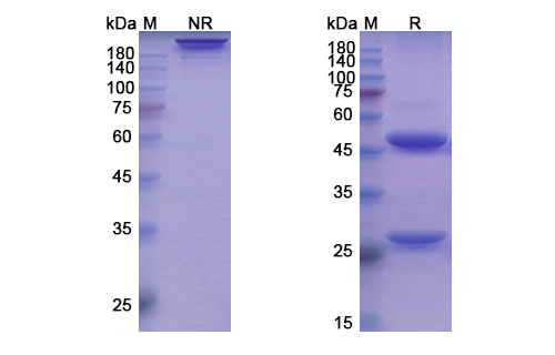 SDS-PAGE for Ianalumab Biosimilar - Anti-TNFRSF13C, CD268 mAb