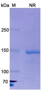 SDS-PAGE for Vixarelimab Biosimilar - Anti-OSMR mAb
